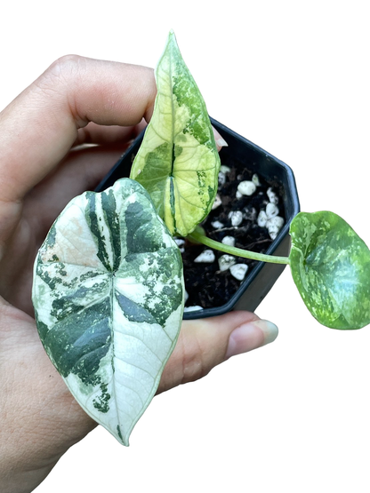 Alocasia Bisma (Platinum) Variegated