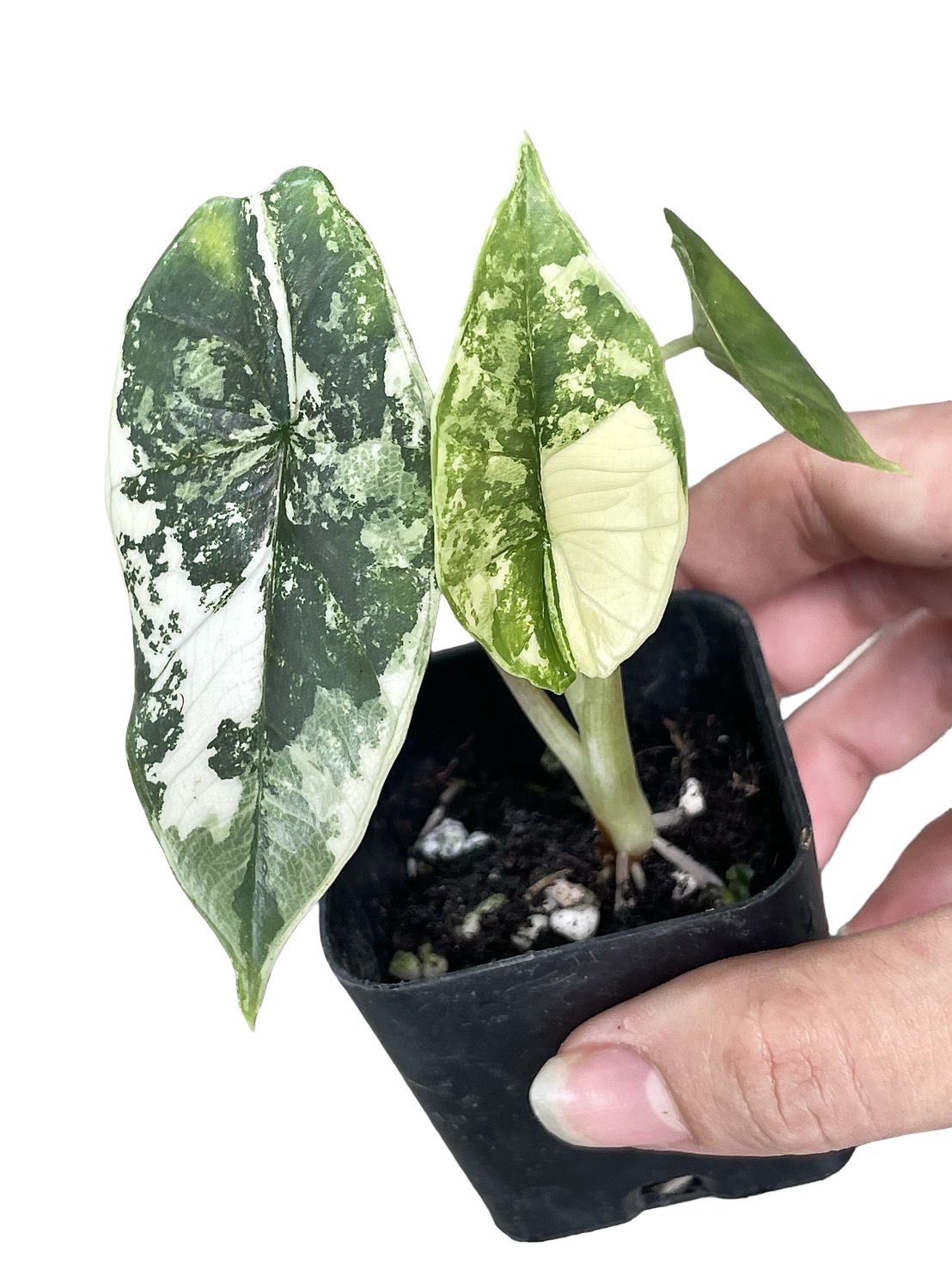Alocasia Bisma (Platinum) Variegated