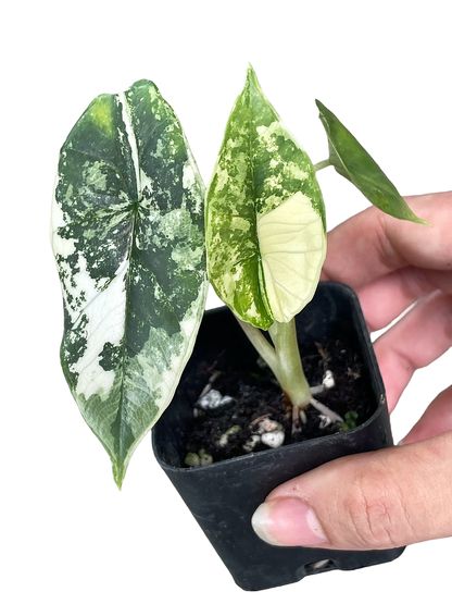 Alocasia Bisma (Platinum) Variegated