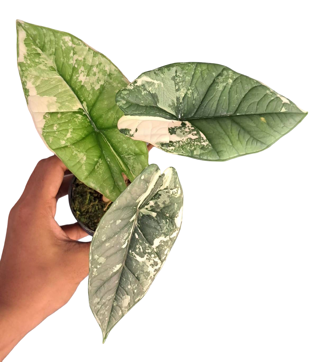 Alocasia Bisma (Platinum) Variegated