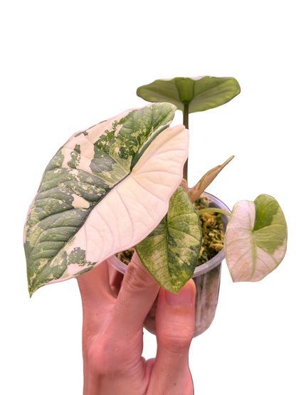 Alocasia Bisma (Platinum) Variegated