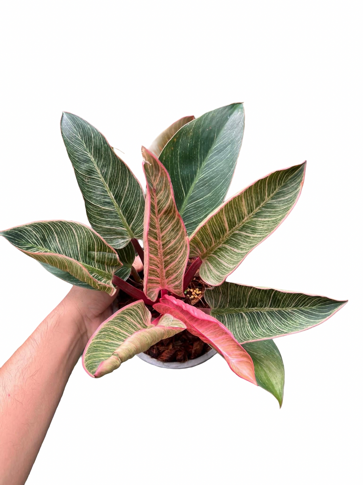 Philodendron Birkin Pink Variegated –(Wholesale Set of 10 Plants)