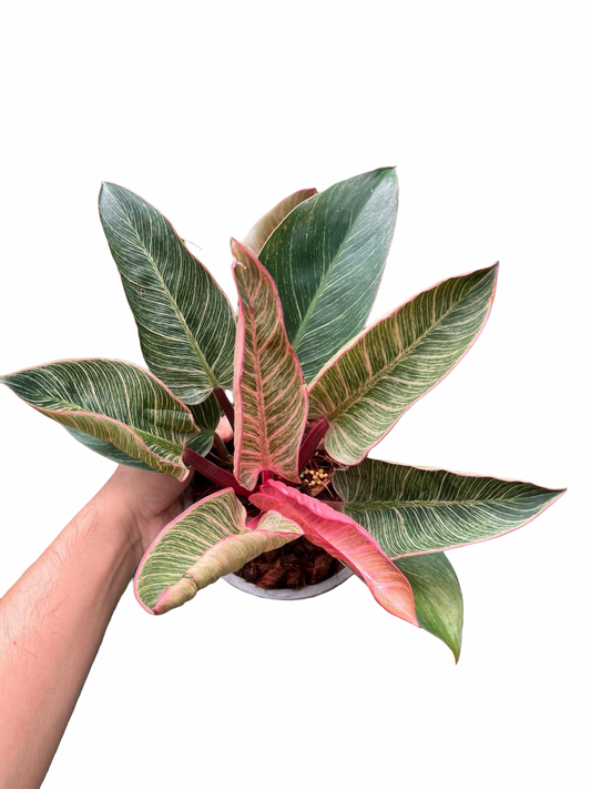 Philodendron Birkin Pink Variegated –(Wholesale Set of 10 Plants)