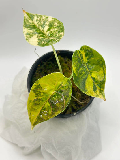 Alocasia Azlanii ‘Aurea Variegated’ — Set of 5 Plants