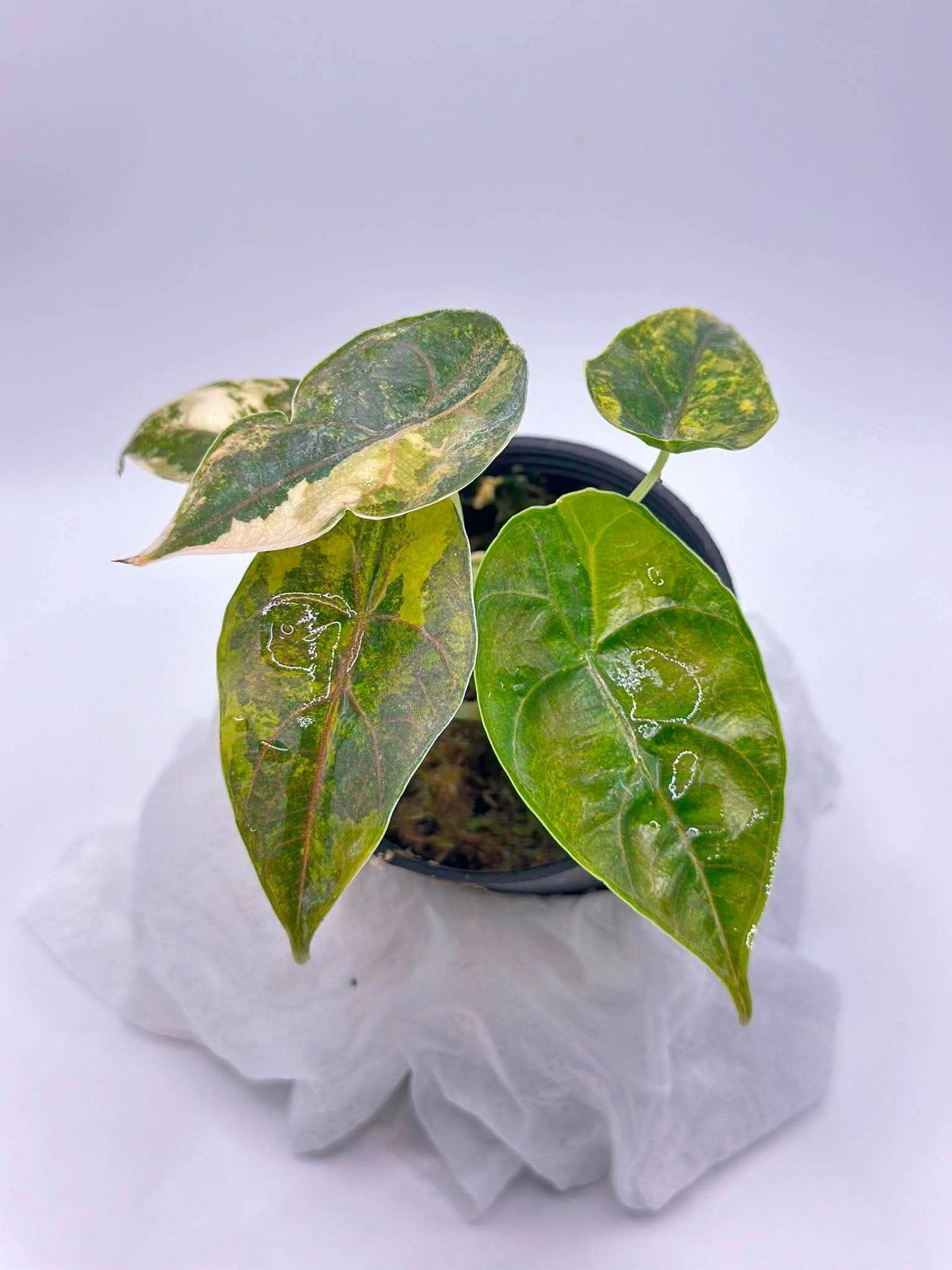 Alocasia Azlanii ‘Aurea Variegated’ — Set of 5 Plants