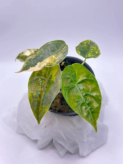 Alocasia Azlanii ‘Aurea Variegated’ — Set of 5 Plants