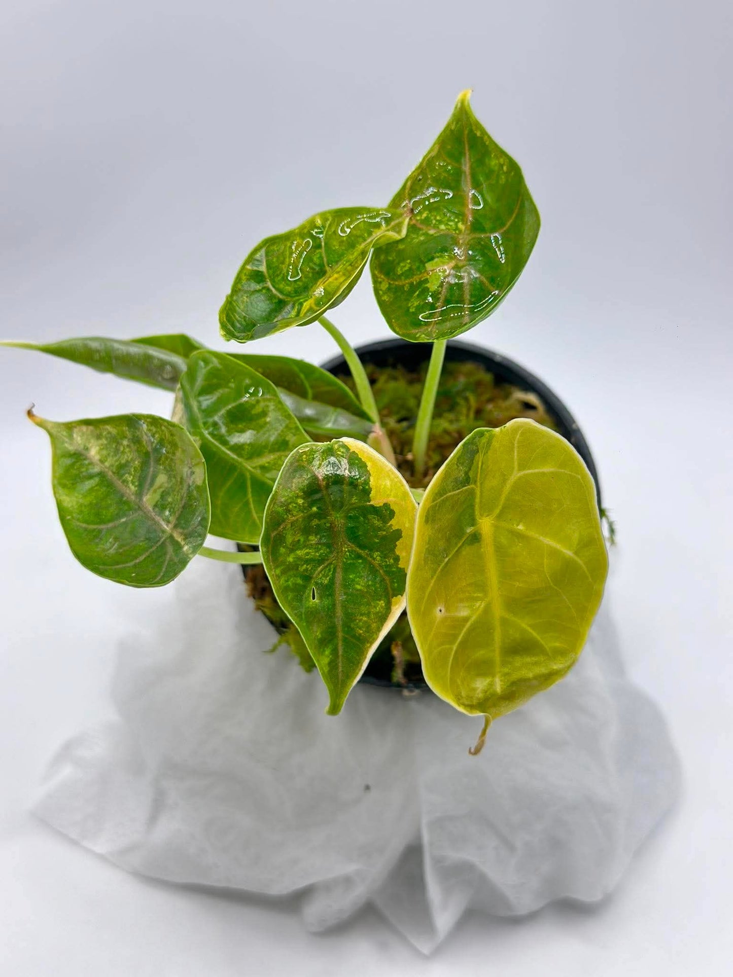 Alocasia Azlanii ‘Aurea Variegated’ — Set of 5 Plants