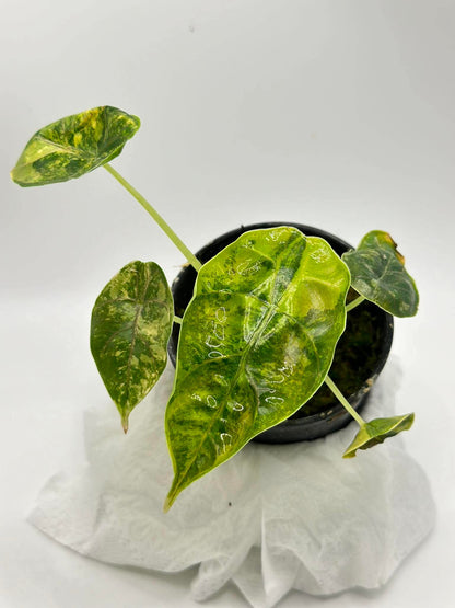 Alocasia Azlanii ‘Aurea Variegated’ — Set of 5 Plants