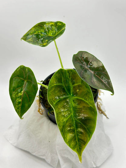 Alocasia Azlanii ‘Aurea Variegated’ — Set of 5 Plants
