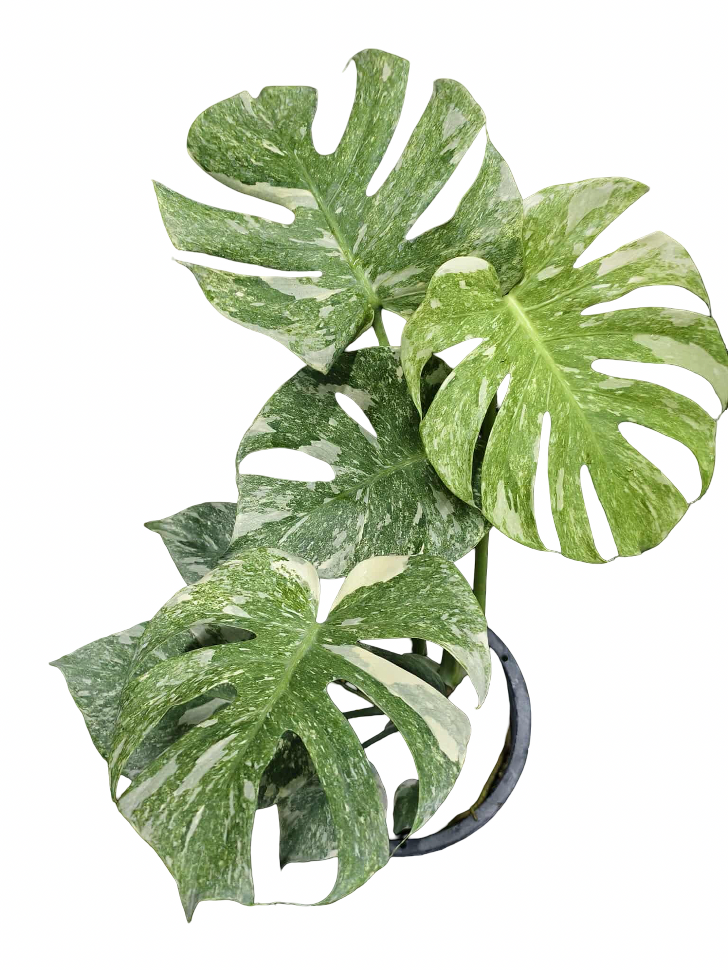 Monstera Deliciosa Green Snow — Set of 5 Plants