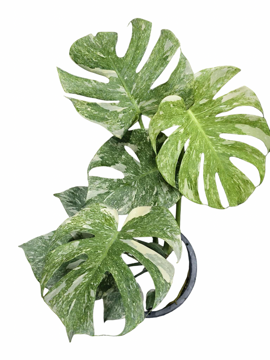 Monstera Deliciosa Green Snow — Set of 5 Plants