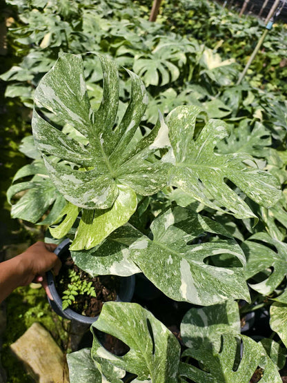 Monstera Deliciosa Green Snow — Set of 5 Plants