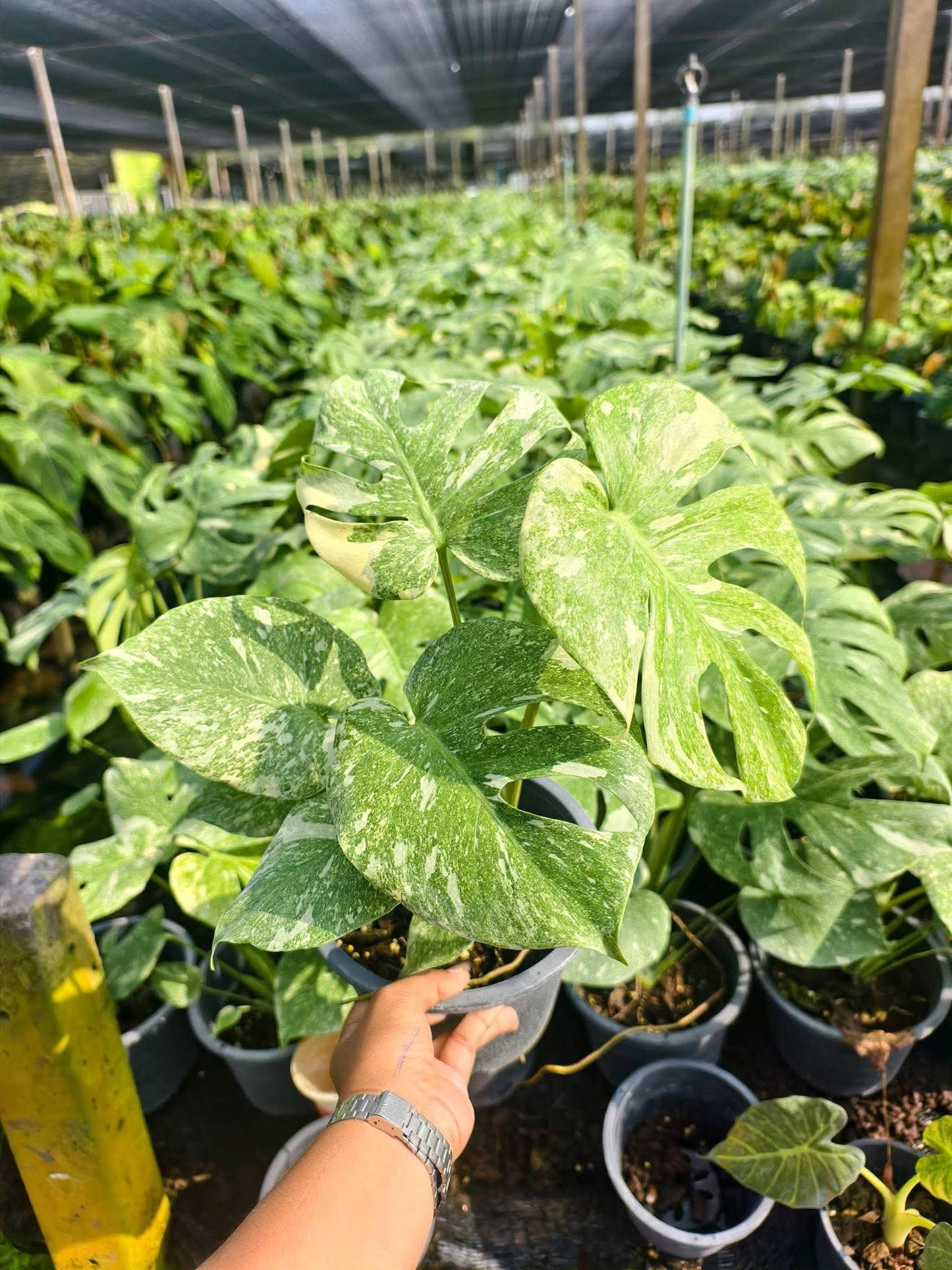 Monstera Deliciosa Green Snow — Set of 5 Plants