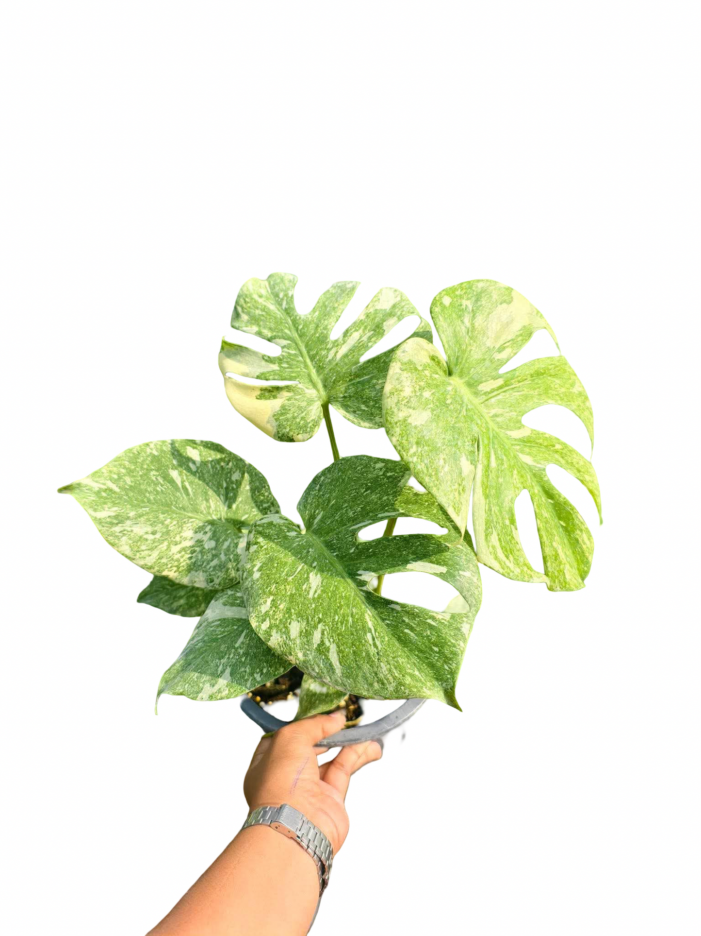 Monstera Deliciosa Green Snow — Set of 5 Plants