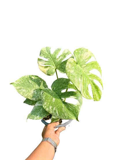 Monstera Deliciosa Green Snow — Set of 5 Plants