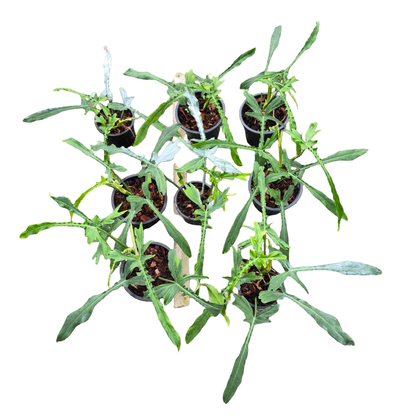 Philodendron Belle Isle — Set of 10 Plants