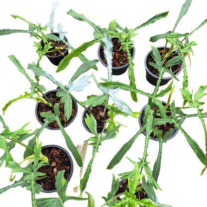 Philodendron Belle Isle — Set of 10 Plants