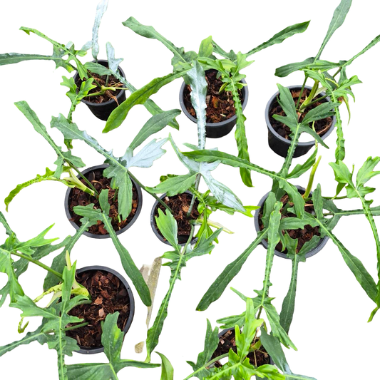 Philodendron Belle Isle — Set of 10 Plants