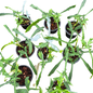 Philodendron Belle Isle — Set of 10 Plants