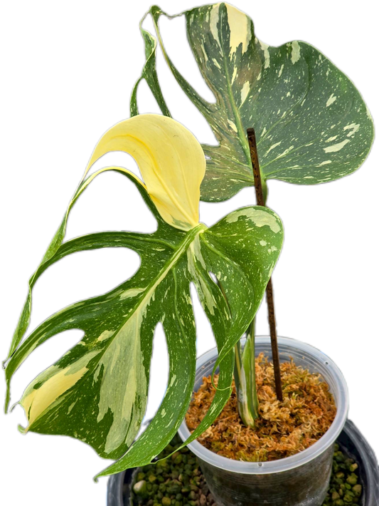 Rare Monstera Deliciosa “Medusa” Actual Plant