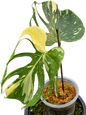 Rare Monstera Deliciosa “Medusa” Actual Plant