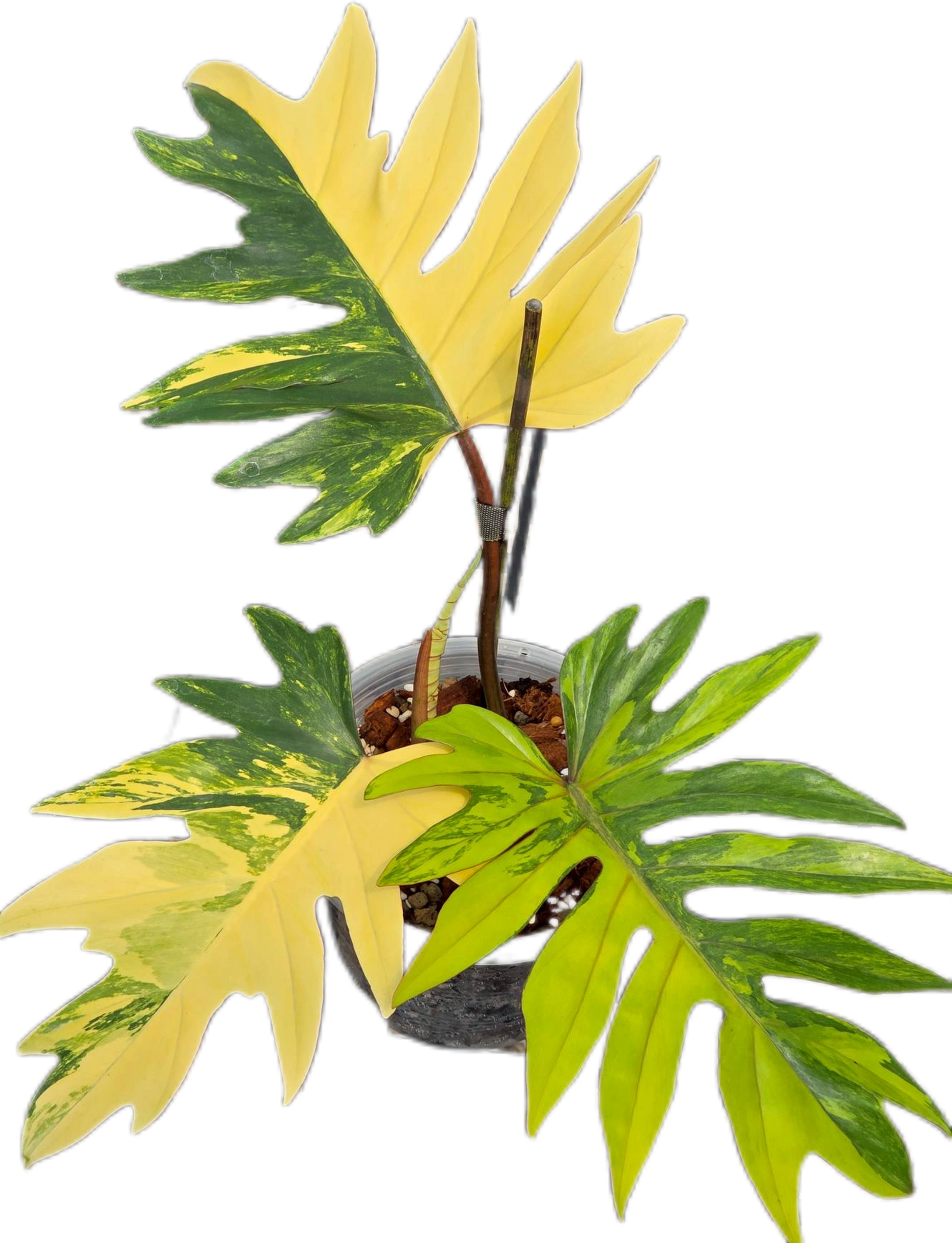 philodendron mayoi vs selloum Buy Philodendron Mayoi Variegated
