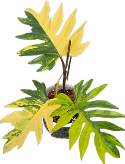 Philodendron Mayoi Variegated