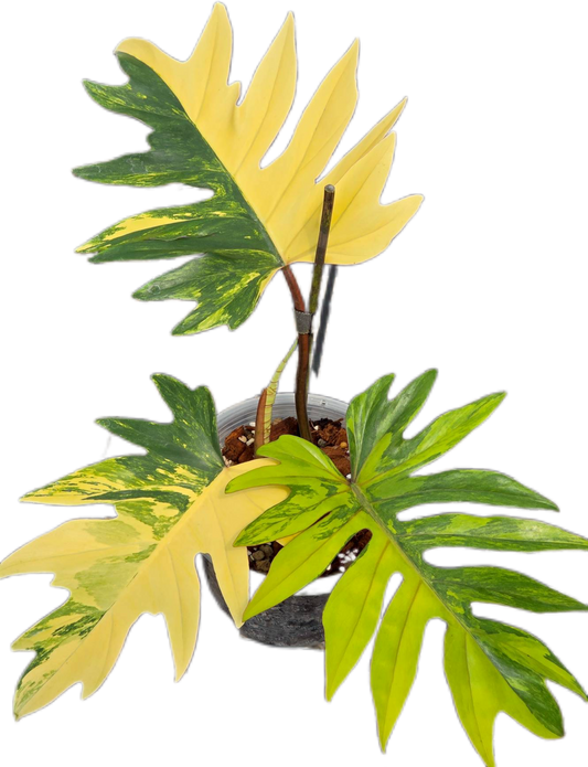 Philodendron Mayoi Variegated
