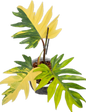 Philodendron Mayoi Variegated