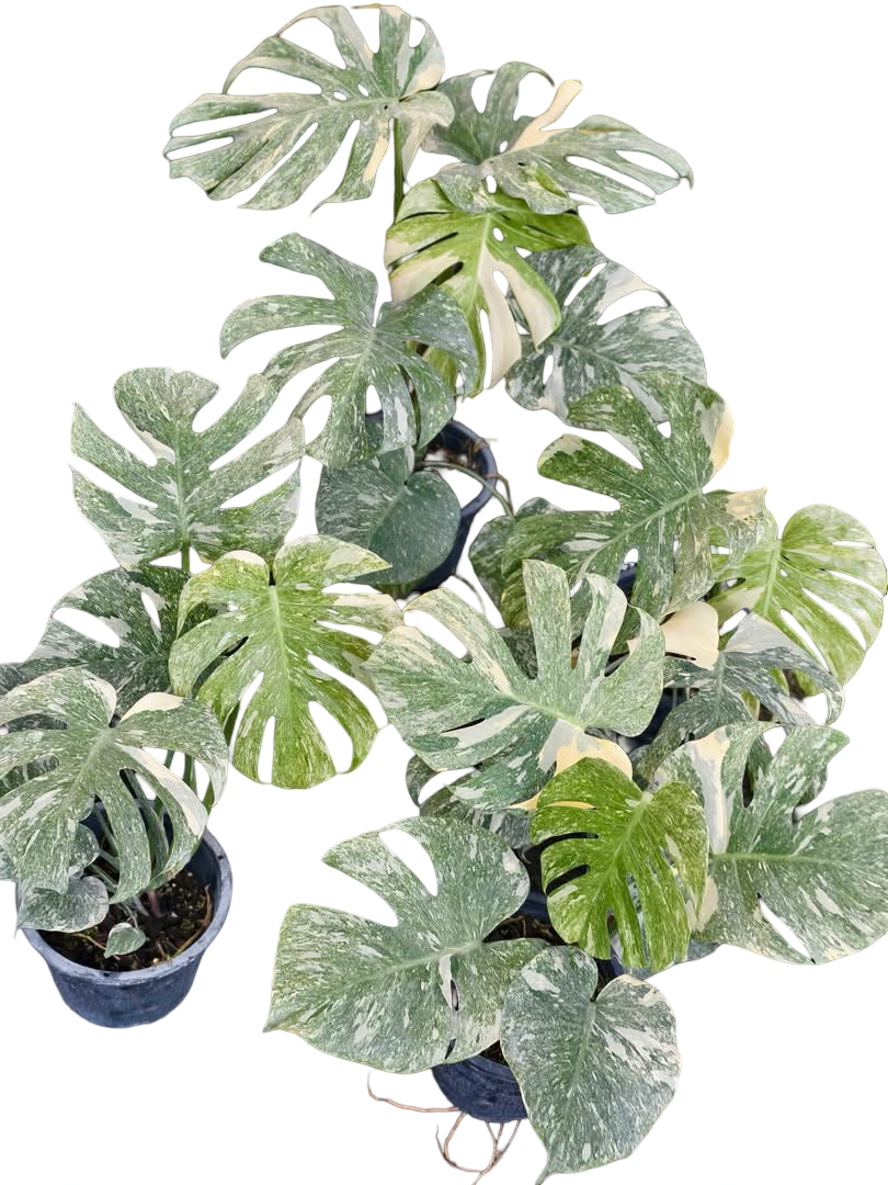 Monstera Deliciosa Green Snow — Set of 5 Plants