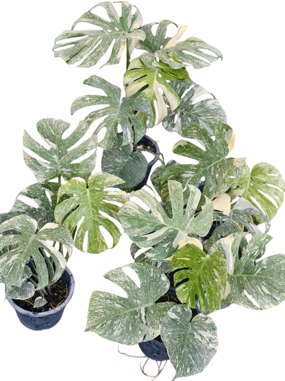 Monstera Deliciosa Green Snow — Set of 5 Plants