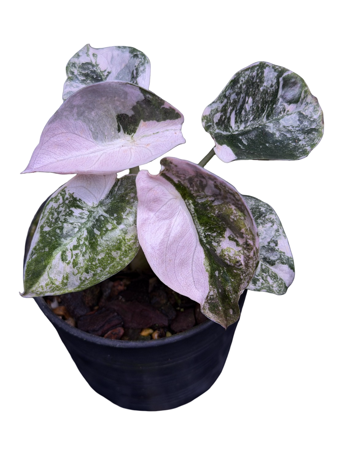 Alocasia Cuprea “Red Secret” Pink Variegated (Acclimated, 3-inch Pot)