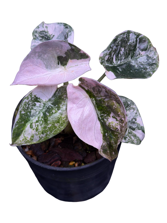 Alocasia Cuprea “Red Secret” Pink Variegated (Acclimated, 3-inch Pot)