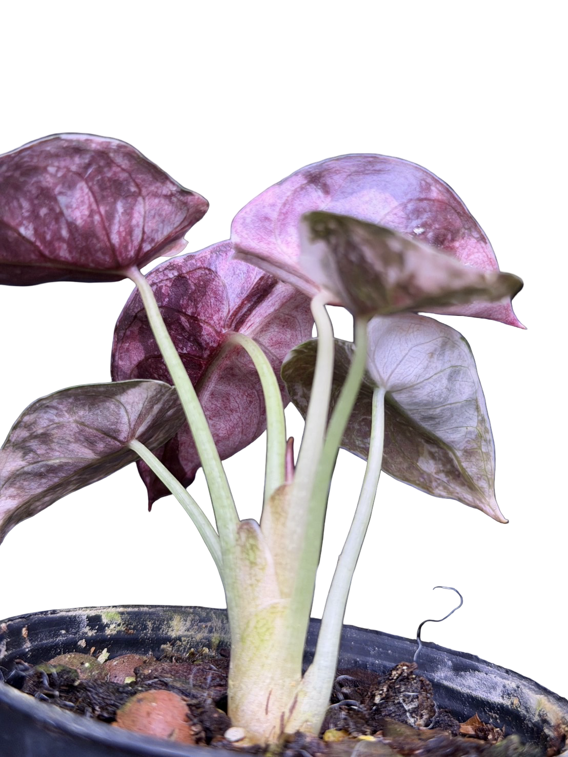 Alocasia Cuprea “Red Secret” Pink Variegated (Acclimated, 3-inch Pot)