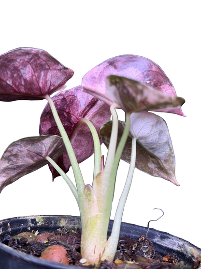 Alocasia Cuprea “Red Secret” Pink Variegated (Acclimated, 3-inch Pot)