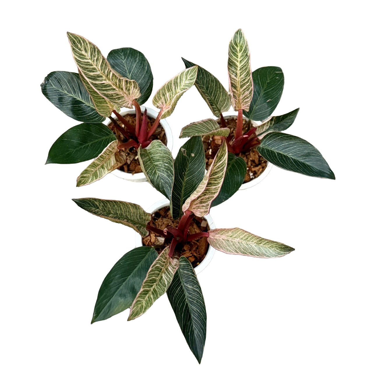 Philodendron Birkin Pink Variegated –(Wholesale Set of 10 Plants)