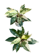 Aglaonema Siam Jade Albo Indonesia — Set of 3 Plants