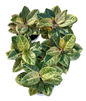 Aglaonema ‘White Arsri’ Giant Form — Indonesia