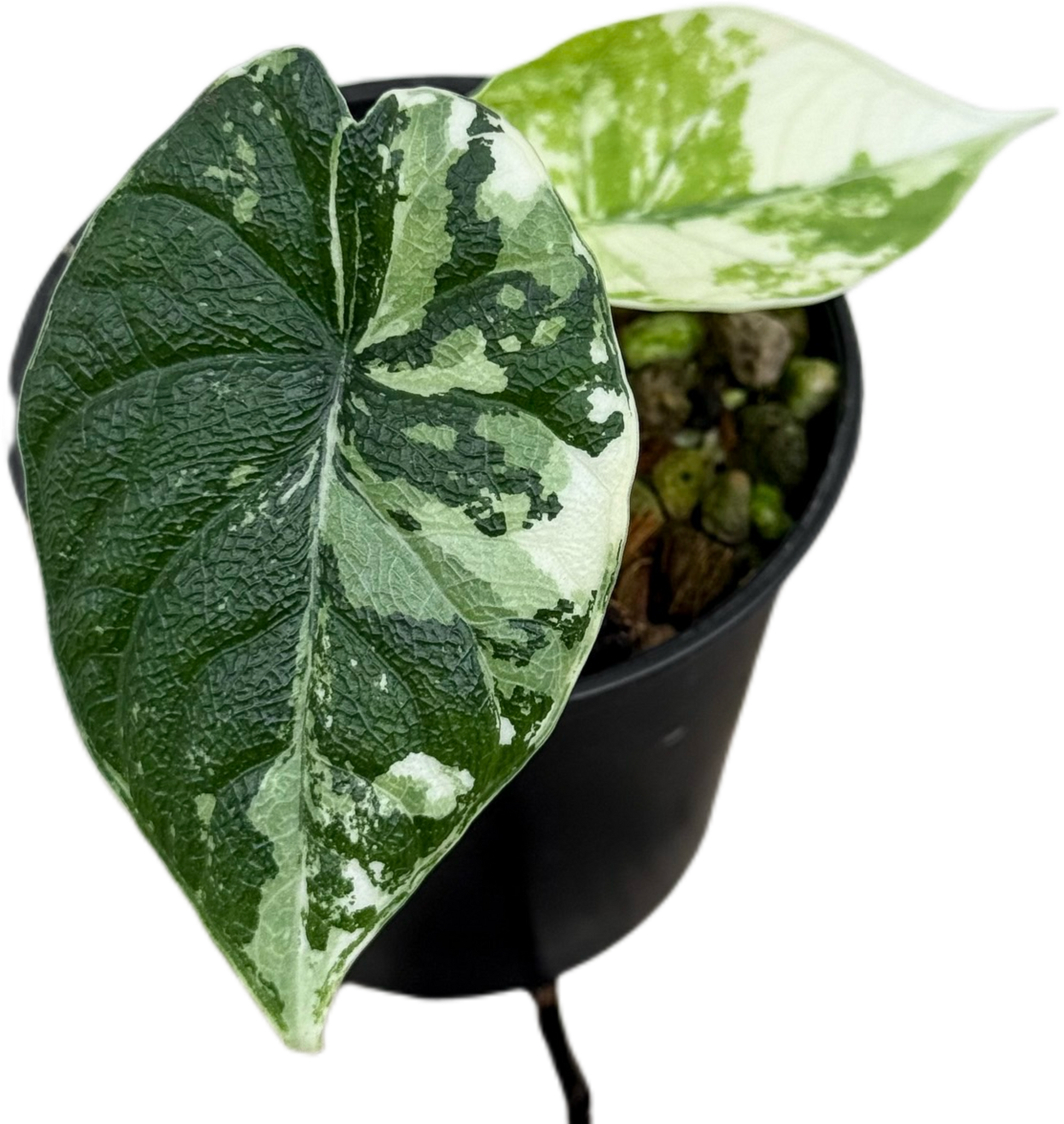 Alocasia Melo Albo アロカシア メロ アルボ ハーフムーン Alocasia Melo Albo アロカシア メロ アルボ ハーフムーン