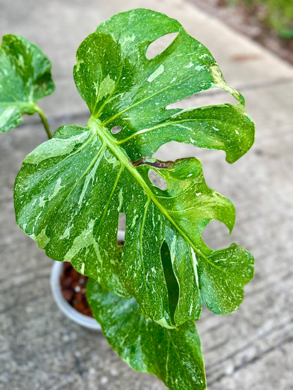 Monstera Deliciosa “Blue Stone” – Actual Plant (Rare Collector’s Edition)