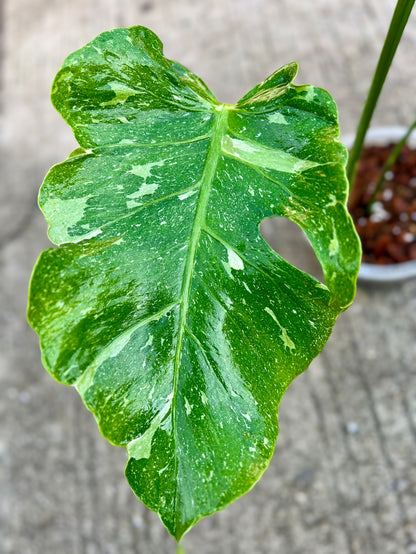 Monstera Deliciosa “Blue Stone” – Actual Plant (Rare Collector’s Edition)