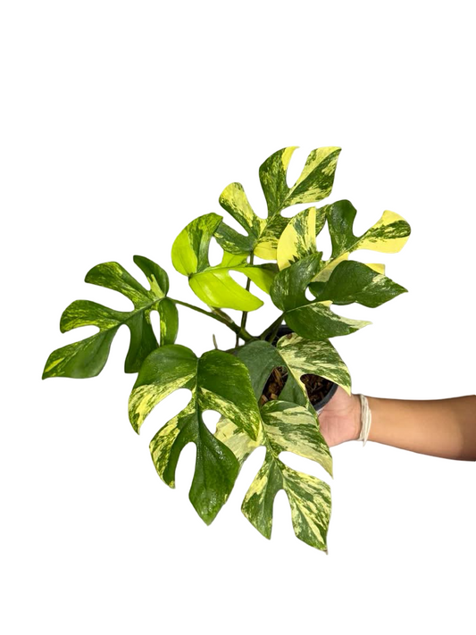 Rhaphidophora tetrasperma ‘Ginny’ Aurea Variegated – Set of 5 Plants (Wholesale)