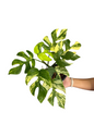 Rhaphidophora tetrasperma ‘Ginny’ Aurea Variegated – Set of 5 Plants (Wholesale)