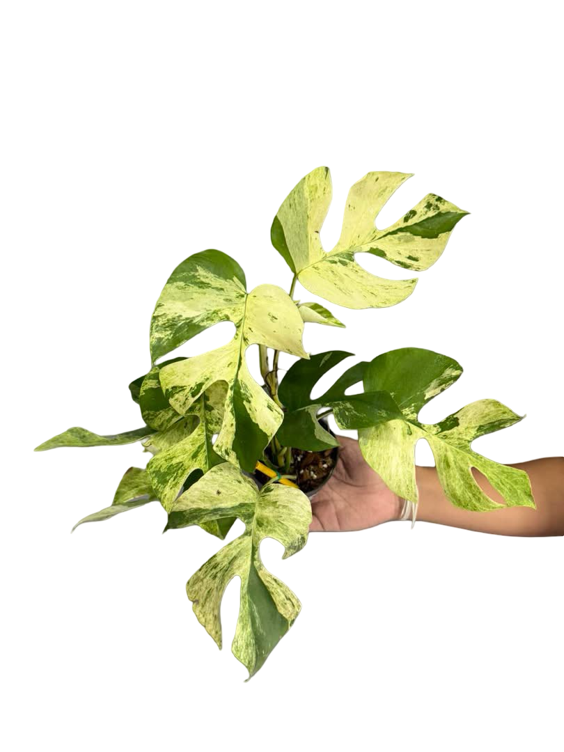 Buy Rhaphidophora Tetrasperma “Migma” | Thailand Export
