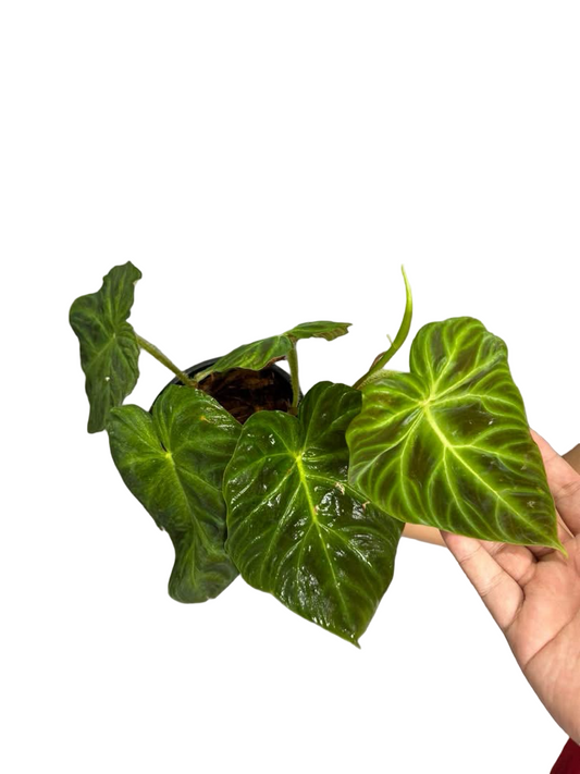 Philodendron Verrucosum – Set of 5 Plants (Wholesale)