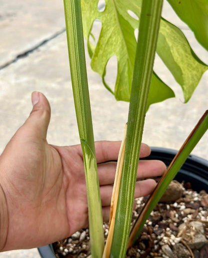 Monstera Deliciosa “White Tear” – Actual Plant (Rare Collector’s Edition)