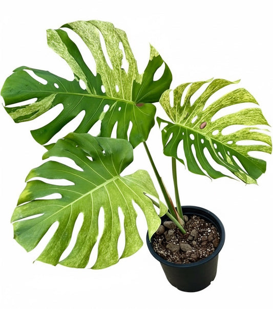 Monstera Deliciosa “White Tear” – Actual Plant (Rare Collector’s Edition)
