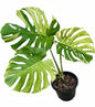 Monstera Deliciosa “White Tear” – Actual Plant (Rare Collector’s Edition)