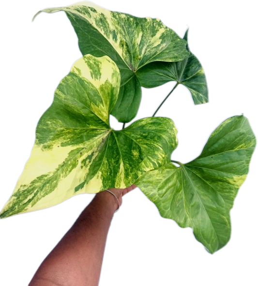 Anthurium Pterodactyl Variegated