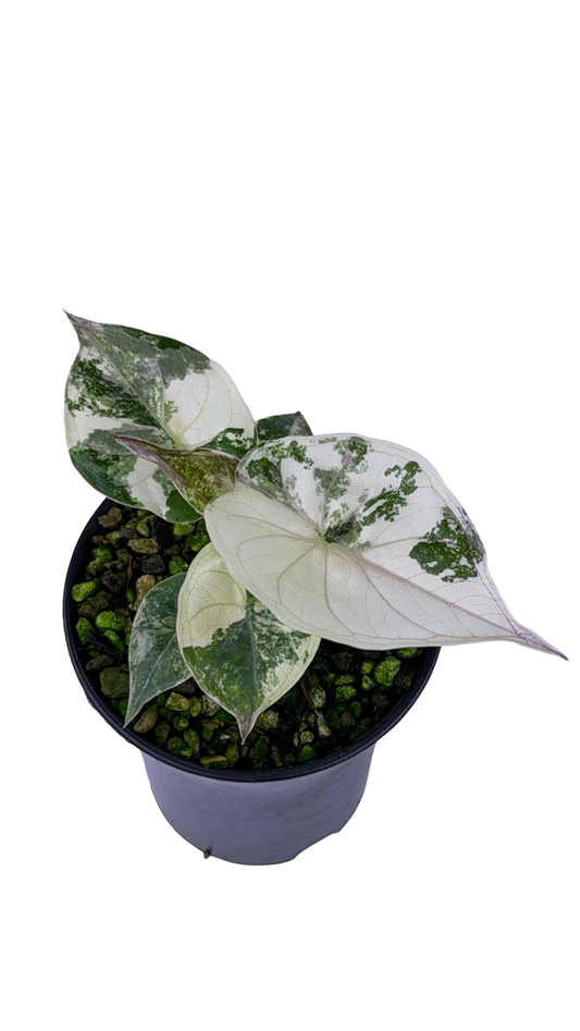 Alocasia Wentii Albo Pink Variegated